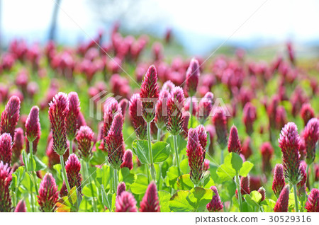 Strawberry candle 30529316