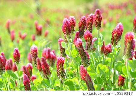 Strawberry candle Strawberry candle 30529317