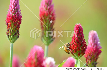 草莓蠟燭 30529402