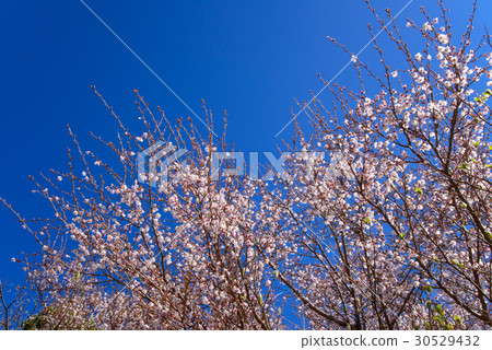 [靜岡]伊豆的梅櫻櫻 30529432