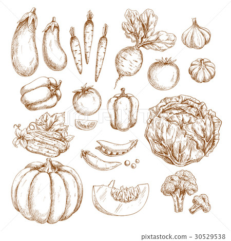 Sketch farm vegetables isolated icons set 30529538
