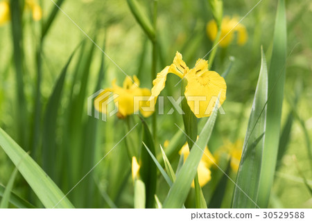 Ayame Yellow 30529588