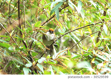 白喉噪鶥 30529599