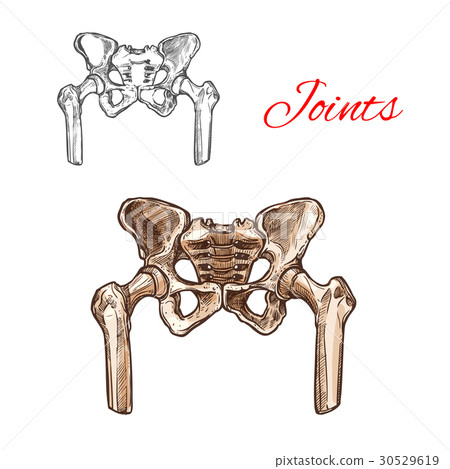 Vector sketch icon of human pelvis bones or joints 30529619