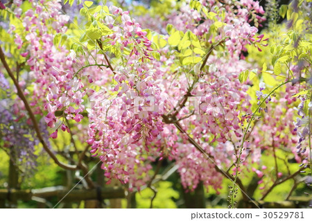 紫藤花 30529781
