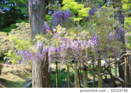 Wisteria flowers Wisteria flowers 30529786