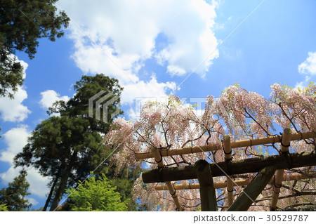 Wisteria flowers Wisteria flowers 30529787