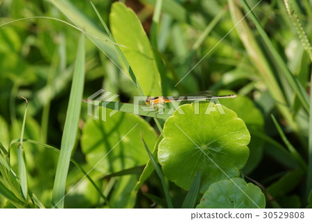 Blue grain Blue grain 30529808