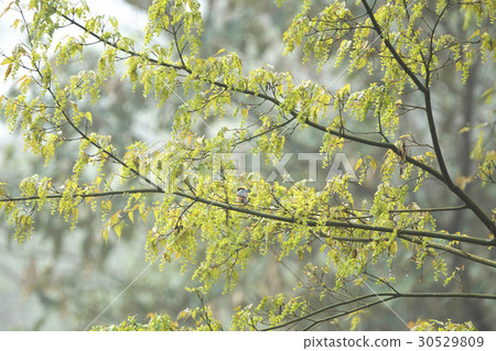 樹 30529809