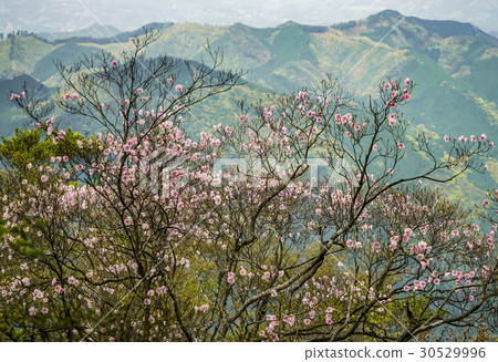 Akebono azalea 30529996