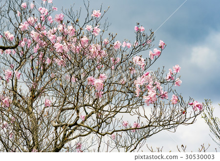 Akebono杜鵑花 30530003