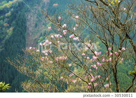 Akebono杜鵑花 Akebono杜鵑花 30530011