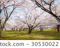 Cherry blossoms at Kaigawa River Kiyomizu Memorial Park in Shibata City, Niigata Prefecture 30530022