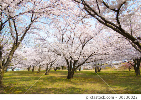 Cherry blossoms at Kaigawa River Kiyomizu Memorial Park in Shibata City, Niigata Prefecture 30530022
