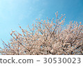 Cherry blossoms of the Kaki River Tribe in Niigata Prefecture Shibata City 30530023