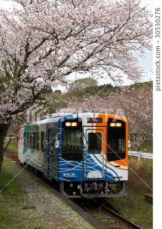 Tenryu Hamana Railway Cherry Blossoms 30530276