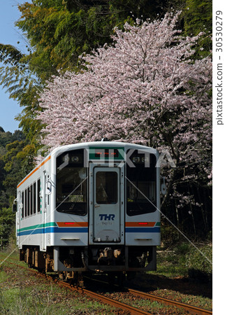 Tenryu Hamana Railway Cherry Blossoms 30530279
