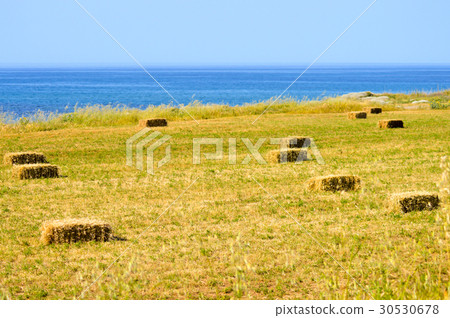 Straw bales in a field 30530678