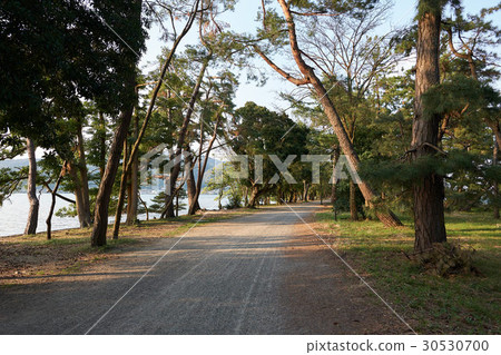 Amanohashidate，京都府宮津市宮津灣的松樹 30530700