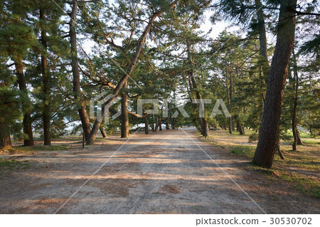 Amanohashidate寧靜的松樹林，京都府宮津市 30530702