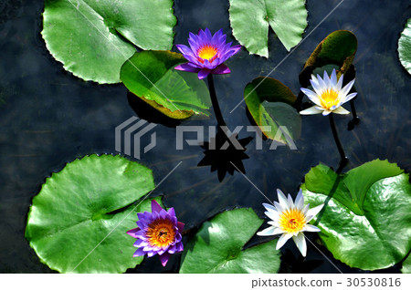 Lotus, lotus, landscape, flower sea, trees, grassland, plants Lotus, lotus, landscape, flower sea, trees, grassland, plants 30530816