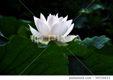 Lotus, lotus, landscape, flower sea, trees, grassland, plants Lotus, lotus, landscape, flower sea, trees, grassland, plants 30530831