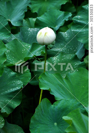 Lotus, lotus, landscape, flower sea, trees, grassland, plants Lotus, lotus, landscape, flower sea, trees, grassland, plants 30530833