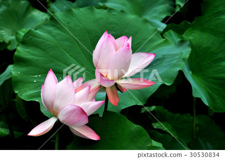 荷花,蓮花,風景,花海,樹木,草原,植物 30530834