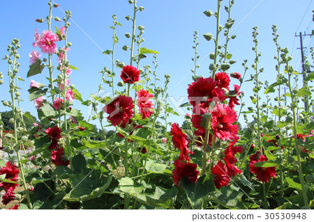 Aoi blooms in the early summer 30530948