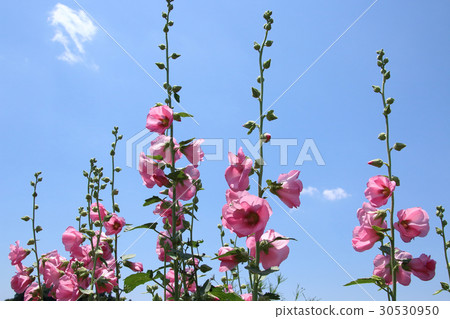 Aoi blooms in the early summer 30530950