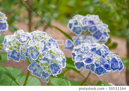 Hydrangea "Mona Lisa" 30531164