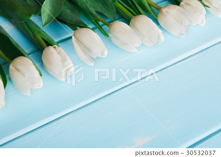 White tulips on blue wood background, copy space 30532037
