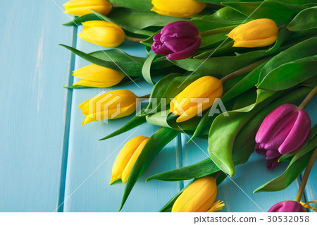 Yellow and violet tulips on blue wood background Yellow and violet tulips on blue wood background 30532058