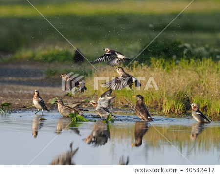 紫背椋鳥 30532412