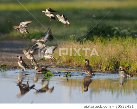 紫背椋鳥 30532451