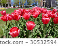 Tulip at Odori Park 30532594