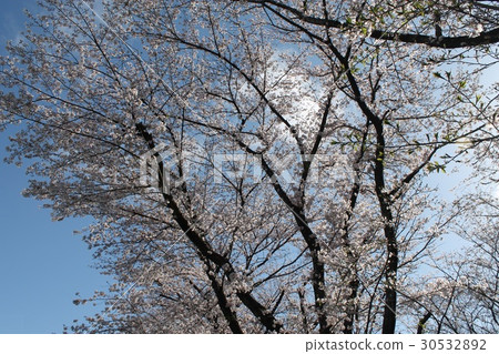 櫻花 櫻花 30532892