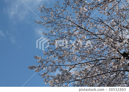櫻花 櫻花 30532893