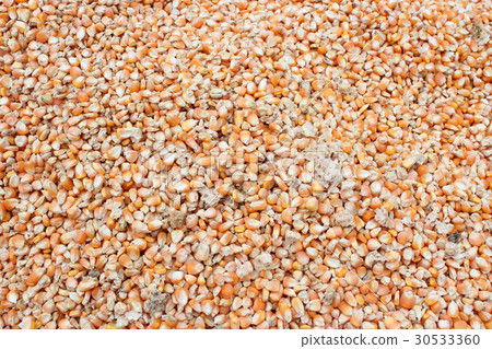 Drying corn seeds 30533360