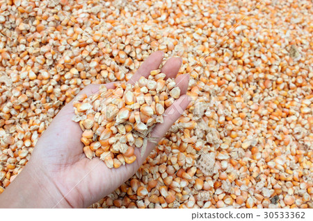 Corn seeds in hand 30533362