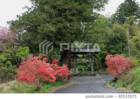 赤城神社松樹和大和河 赤城神社松樹和大和河 30533875