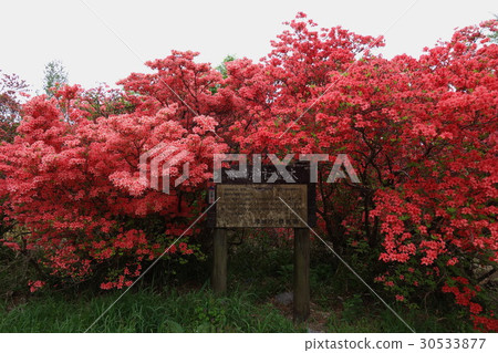 赤城神社松樹和大和河 赤城神社松樹和大和河 30533877