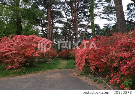 赤城神社松樹和大和河 赤城神社松樹和大和河 30533878
