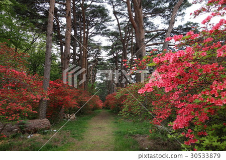 赤城神社松樹和大和河 30533879