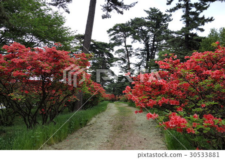 赤城神社松樹和大和河 赤城神社松樹和大和河 30533881