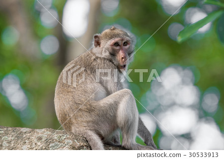 Monkey sitting on a tree. 30533913