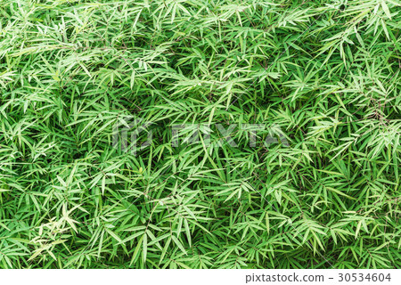 Beautiful green bamboo leaves close up background Beautiful green bamboo leaves close up background 30534604