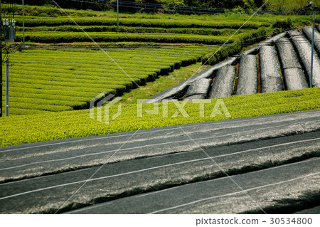 快樂茶茶園 30534800