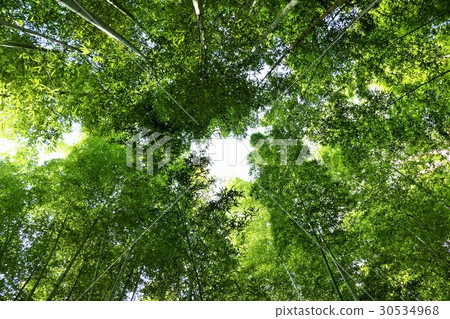 Kyoto Bamboo grove Kyoto Bamboo grove 30534968