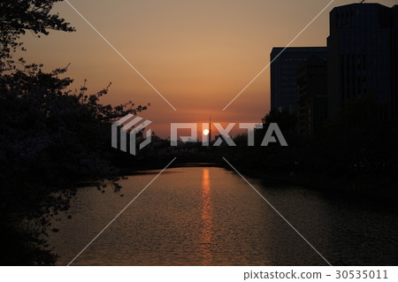 舞鶴公園日落和櫻花 舞鶴公園日落和櫻花 30535011